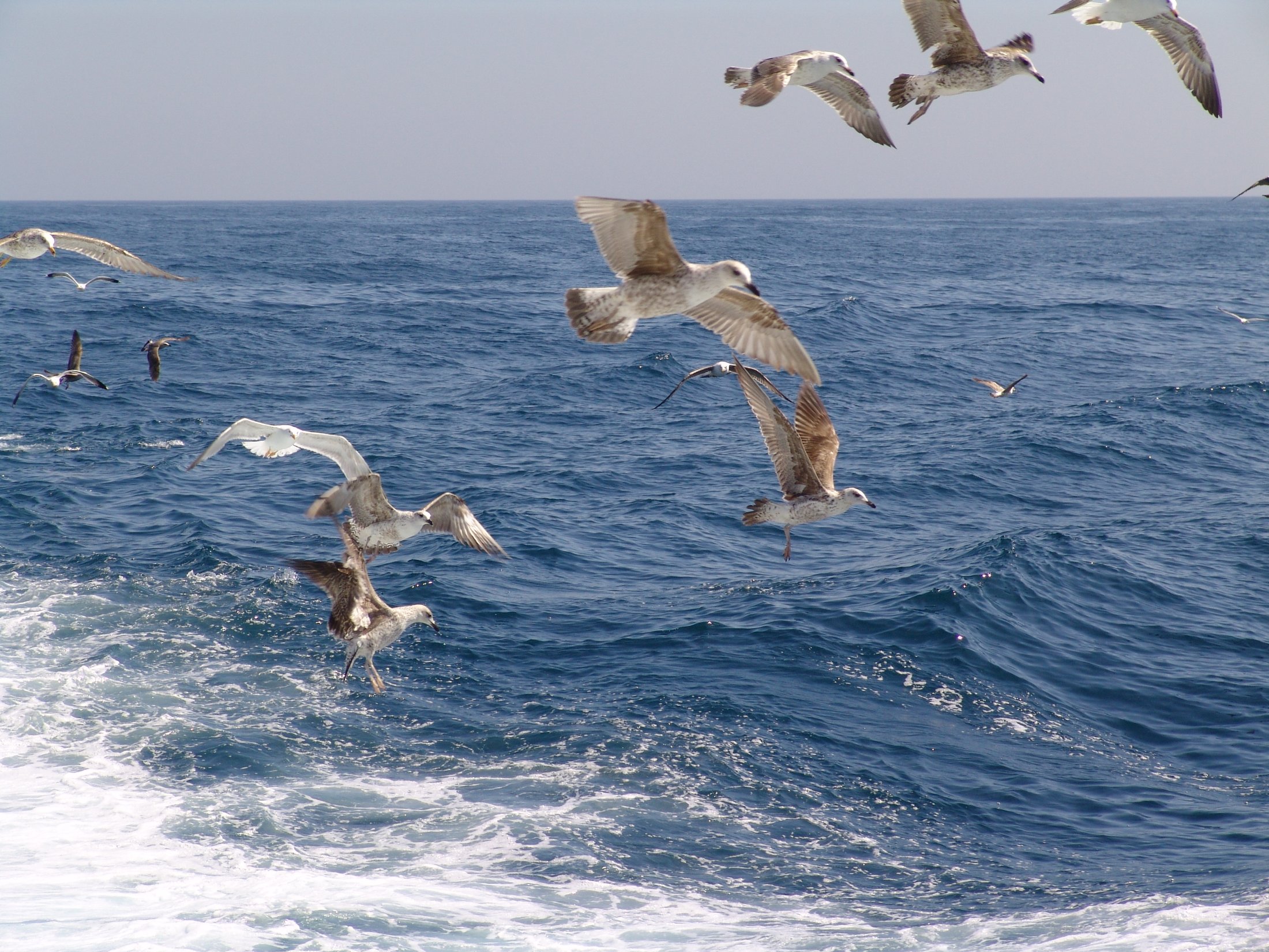 Isla Cristina, Huelva
