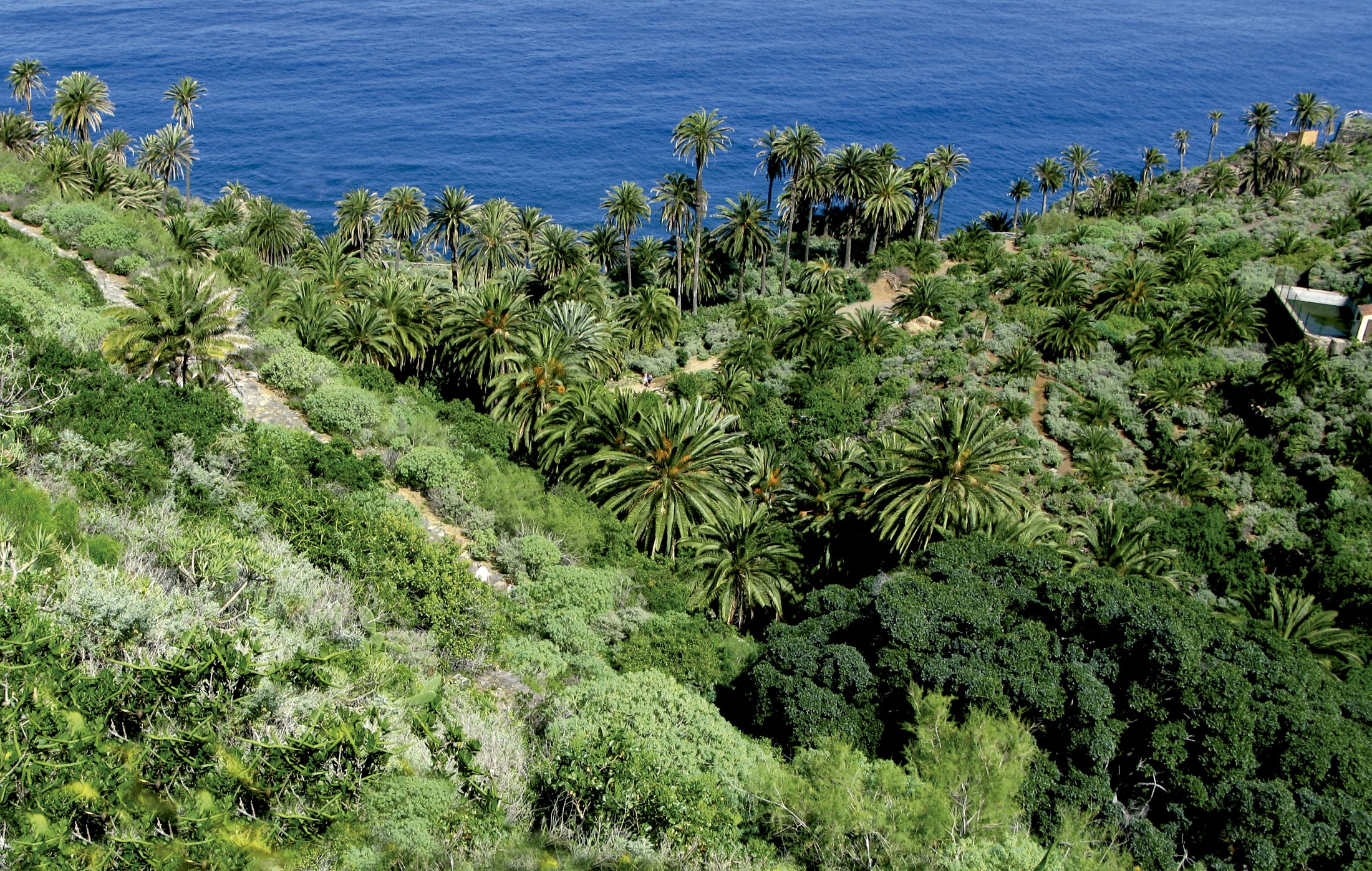 Realejos (Los), Santa Cruz de Tenerife