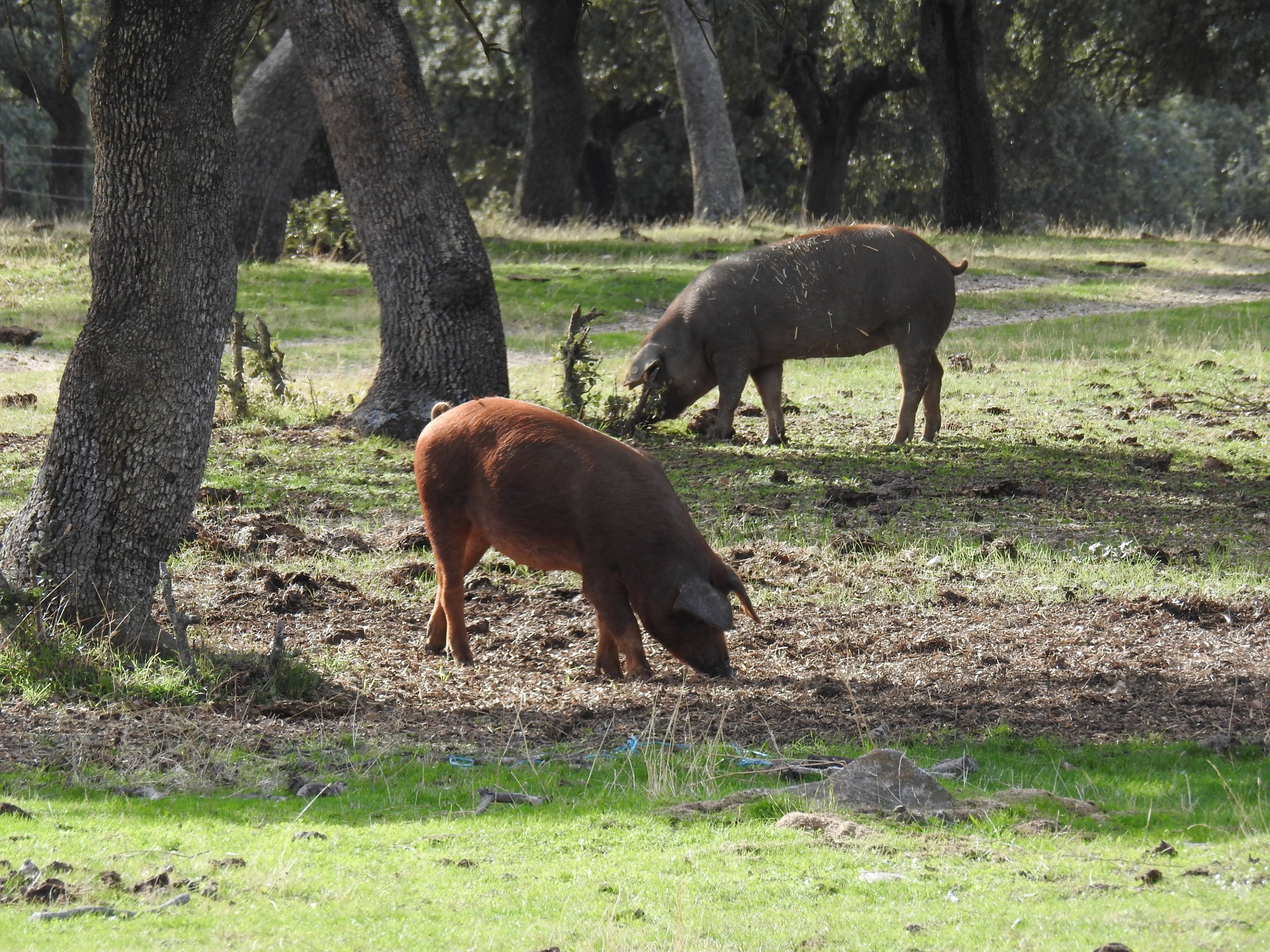 Terradillos, Salamanca