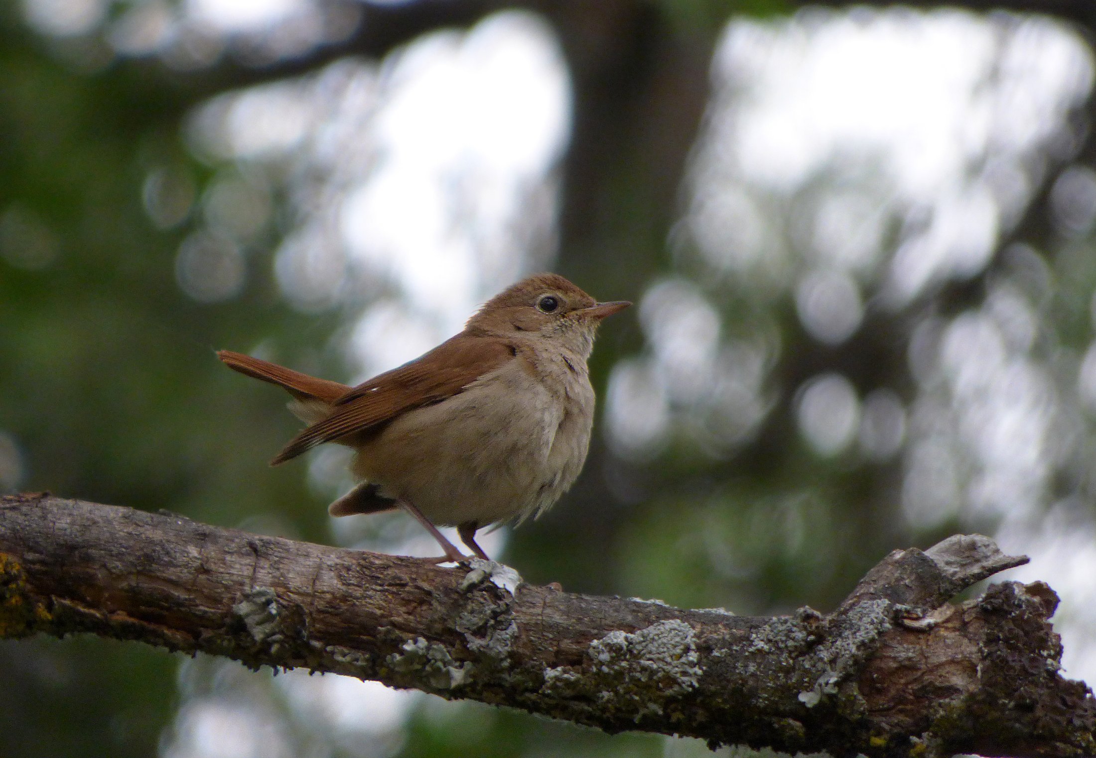 Torrelodones, Madrid