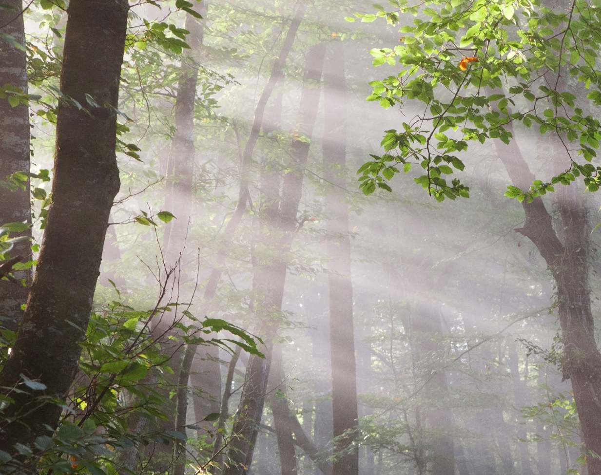 Estrategia Nacional  de Infraestructura Verde y de la Conectividad y Restauración Ecológicas