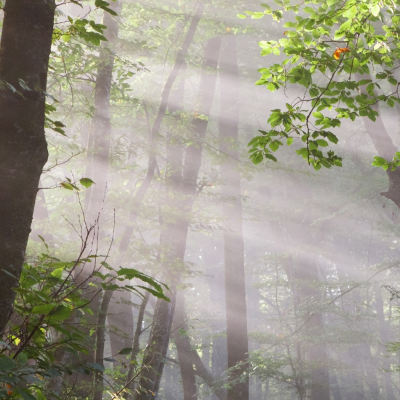 Estrategia Nacional  de Infraestructura Verde y de la Conectividad y Restauración Ecológicas