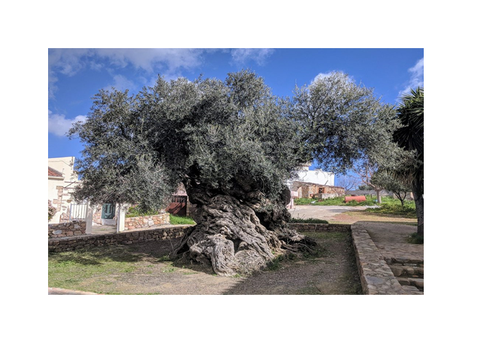 Índice de Biodiversidad a través de Ciencia Ciudadana