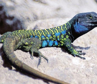 Índice de Biodiversidad a través de Ciencia Ciudadana