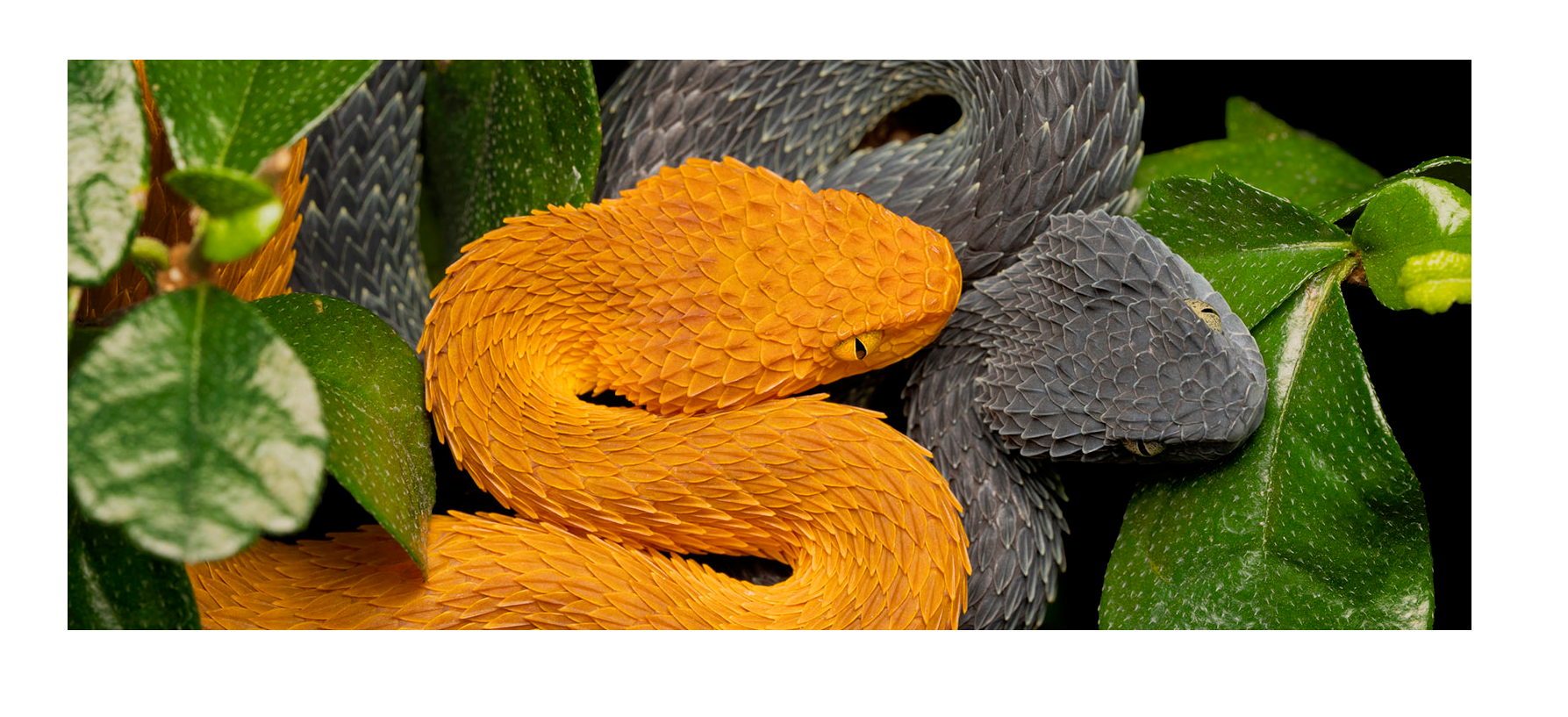 XVI Premios a la Conservación de la Biodiversidad de la Fundación BBVA