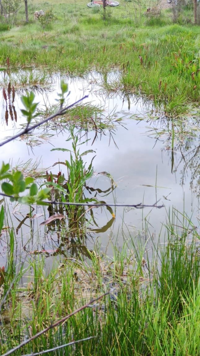 Creación de Micro-reservas de Biodiversidad