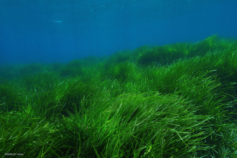 Posidonia